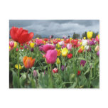 Tulips Field Postcards