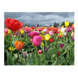 Tulips Field Postcards
