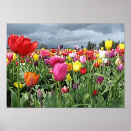 Tulips Field Print print