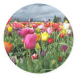 Tulips Field Sticker