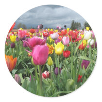 Tulips Field Sticker