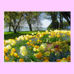 Tulips & Forget-me-nots Postcard postcards
