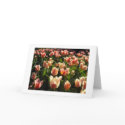 tulips galore cards
