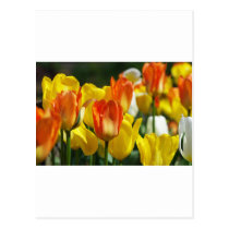 Tulips garden postcard