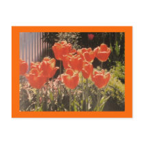 Tulips Grand Postcard postcards