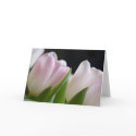 Tulips • Greeting Card