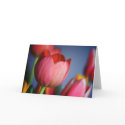 Tulips • Greeting Card