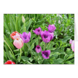 tULIPS IN BLOOM002 Greeting Cards