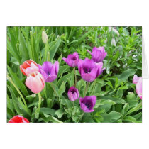 tULIPS IN BLOOM002 cards