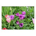tULIPS IN BLOOM002 cards