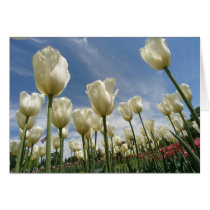 Tulips in Bloom cards