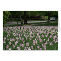 Tulips in Bloom cards