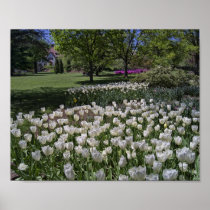 Tulips in Bloom posters