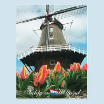 Tulips in Holland Postcard postcards