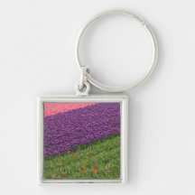 Tulips in Keukenhof Gardens, Amsterdam, 3 Keychain