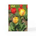 Tulips in Spring Greeting Card by AnnMorash Tulips in Spring Greeting Card