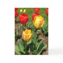 Tulips in Spring Greeting Card by AnnMorash Tulips in Spring Greeting Card