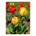 Tulips in Spring Print