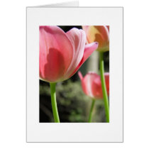 Tulips in sunlight cards by ZeroToTwenty Tulips in sunlight cards