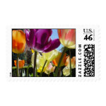 Tulips in sunlight stamp