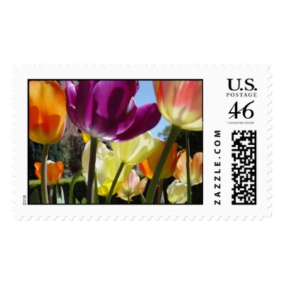 Tulips in sunlight postage stamp