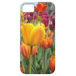 Tulips In The Breeze iPhone Case iPhone 5 Cover