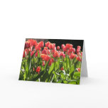tulips, spring, boston