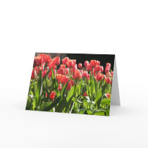 Tulips in the Public Garden cards