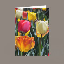 Tulips in the Sun cards