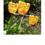 Tulips in the sun Ladies T Shirt