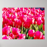 Tulips in the Sun Posters
