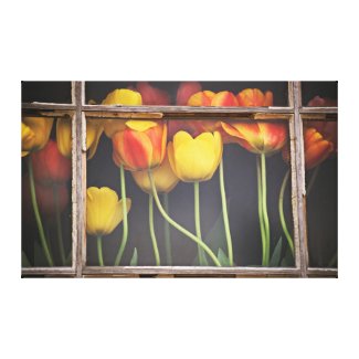 Tulips in the Window Stretched Canvas Prints