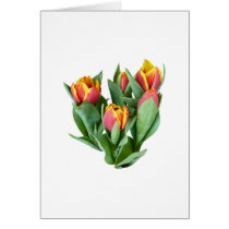 Tulips Just Opening cards