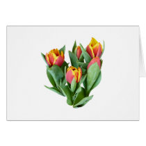 Tulips Just Opening cards
