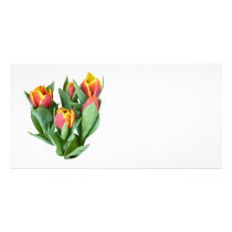 Tulips Just Opening photo cards