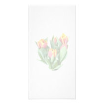 Tulips Just Opening photo cards