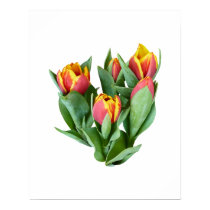 Tulips Just Opening posters