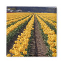 tulips kitchen magnet by mmorgan23 tulips kitchen magnet