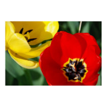 Tulips Macro posters