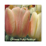 Tulips magnets