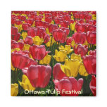 Tulips magnets