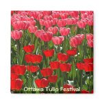 Tulips magnets