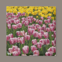 Tulips magnets