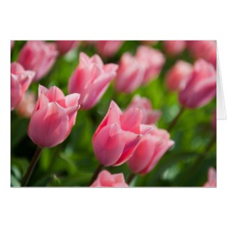 Tulips Notecard