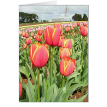 Tulips of Tasmania, Australia cards by CWharton Tulips of Tasmania, Australia cards