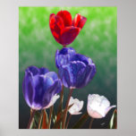 Tulips on Canvas Posters