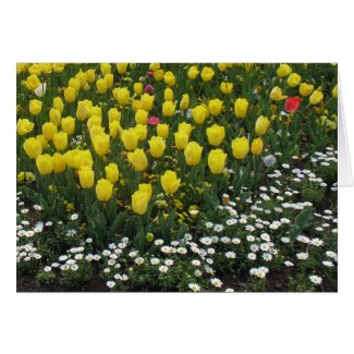 tulips, pansies, daisies card