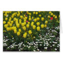 tulips, pansies, daisies cards