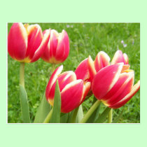 Tulips postcards