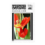 Tulips - Postage